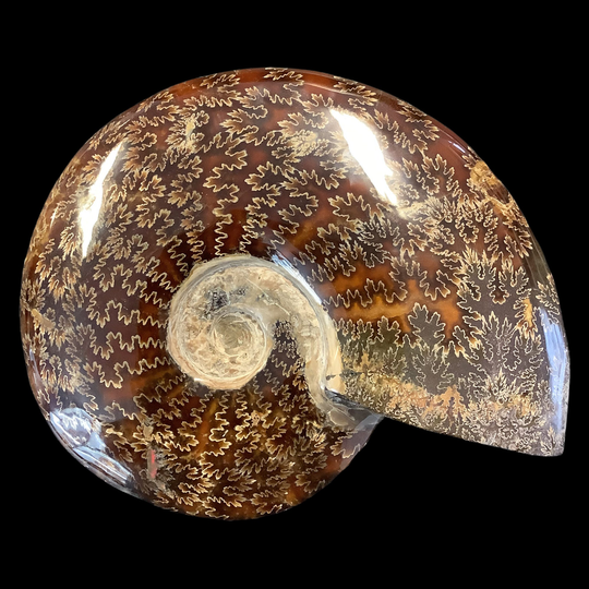 Huge Polished Ammonite From Madagascar