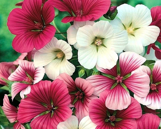 Mallow-Wort Flowers Blend 2G/600 Seeds - Malope Trifida Gmo Free