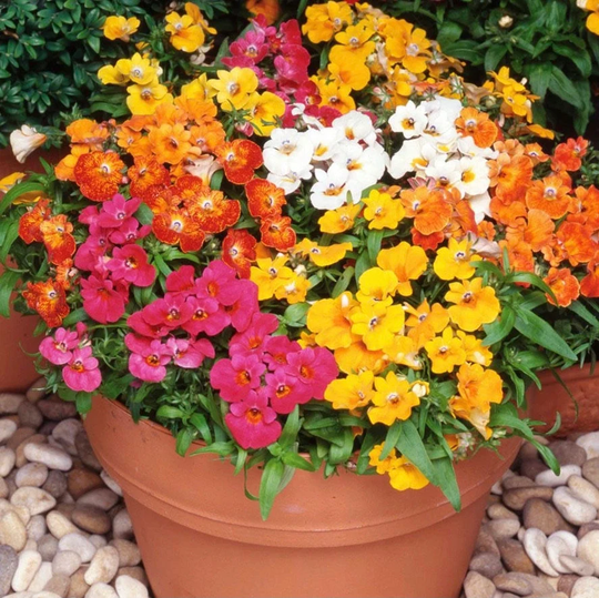 Cape Jewels - Nemesis Flowers Blend 0.3G/500 Organic Seeds Nemesia Strumosa Gmo Free