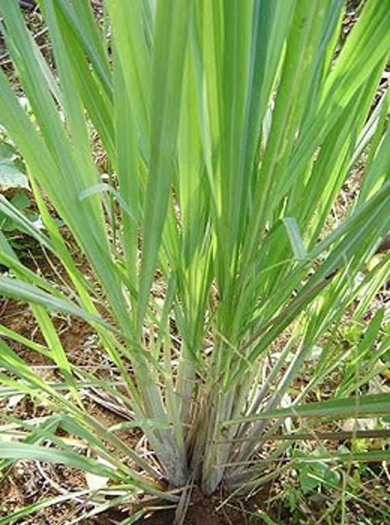 Live Lemongrass Plant, Bare Root Lemongrass, Fresh Cymbopogon, Lemongrass Seeding. Live Stock