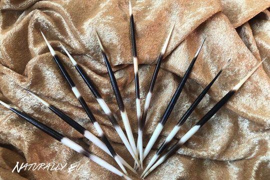 African Porcupine Quills | Curio