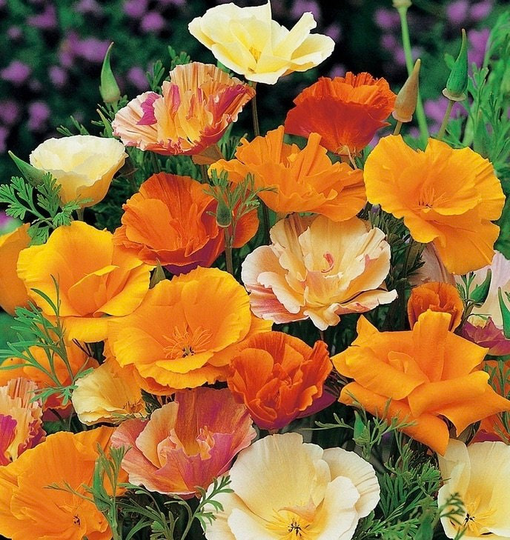 California Poppy - Sunlight Flowers Blend 1G/300 Organic Seeds Eschscholzia Californica Gmo Free