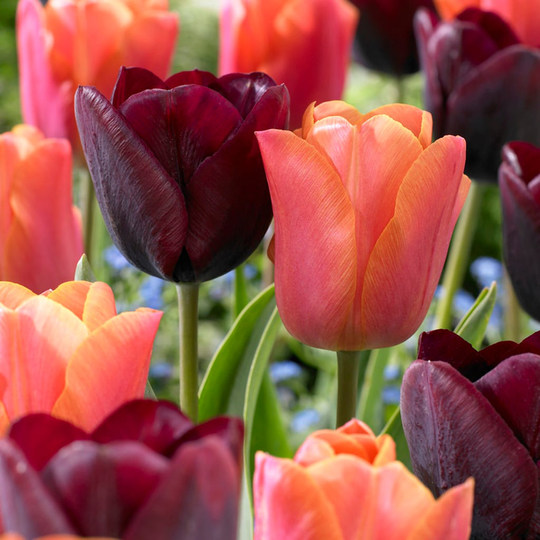 Lowe's 15-Count Tulips Ronaldo Blend Bulbs | 87026
