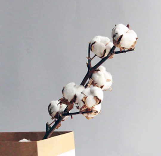 Dried Cotton Branch 8 Balls Branches Ball Stalks Natural Rustic Wedding Decor Centerpiece Wreath
