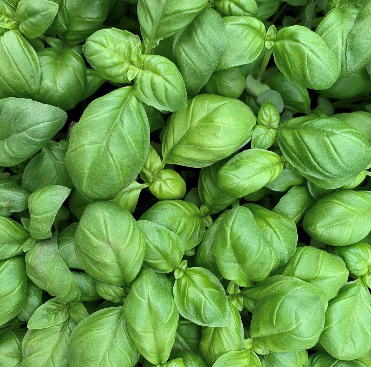 Genovese Basil Seeds | Heirloom Organic