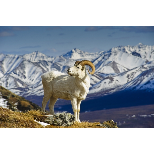 A Young Dall Sheep Ram Standing On Mount Margaret With The Alaska Range In The Background, Denali National Park, Alaska, Spring PosterPrint - 34 x 22