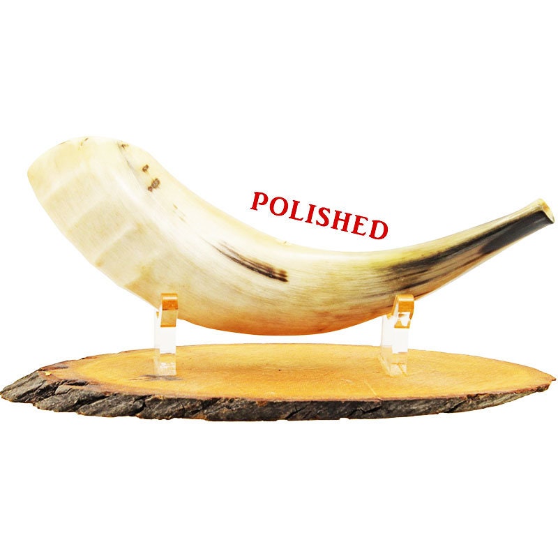 Judaica Small Ram's Horn Shofar With Fully Polished.free&fast Shipping From The Holly Land