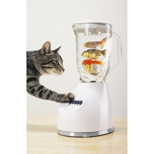 Grey tabby cat with paw on blender filled with goldfish;Vancouver british columbia canada PosterPrint - Item # VARDPI2331378 - 24 x 38