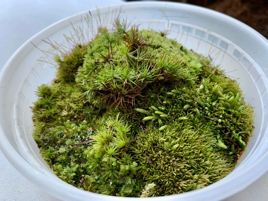 Mini Terrarium Moss Mix