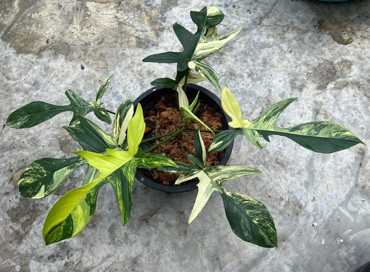 Philodendron Florida Beauty Variegation