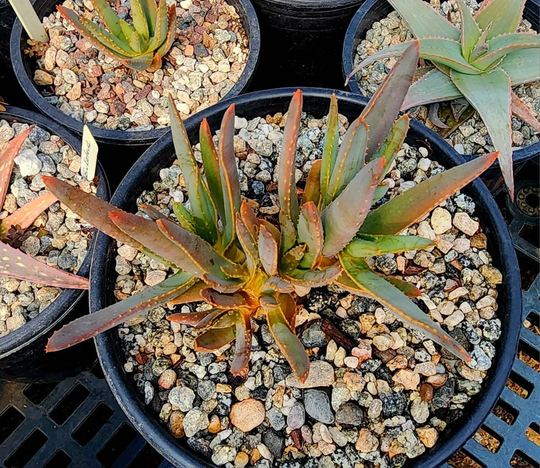 Sm 2G Aloe Ramosissima With 8 Headsseed Grown From South African Seed Stock. Extreme Brancher, Top Shelf Circadian Rhythm Greenhouse