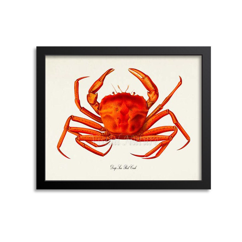 Deep Sea Red Crab Art Print, Wall Art, Life, Ocean Seafood Restaurant