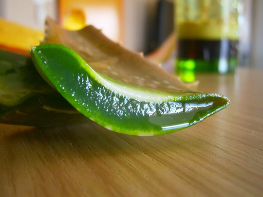 Blessed Queen Aloe Vera Leaf Barbadensis Miller Organic 3 Leaves Plant Gel Holy Jerusalem Israel Heal Burns Excellent For Skin