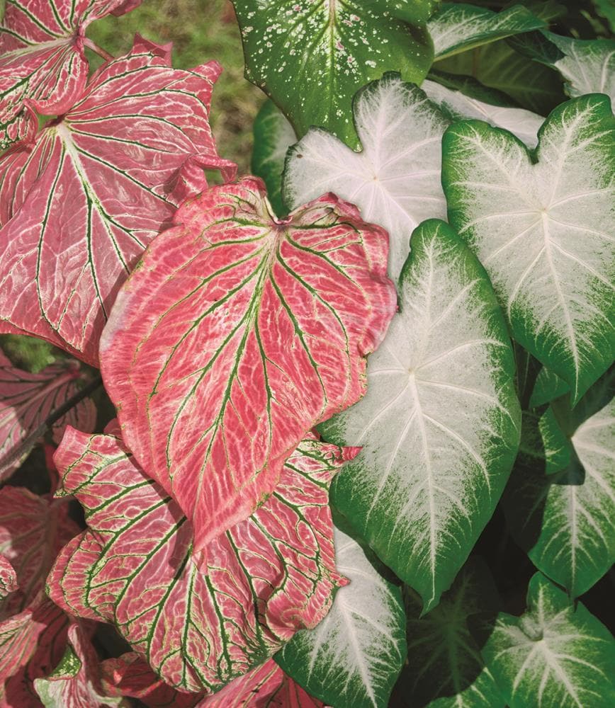 Garden State Bulb 8-Pack Caladium Pink Symphony Blend Bulbs (LB22733) | 44372