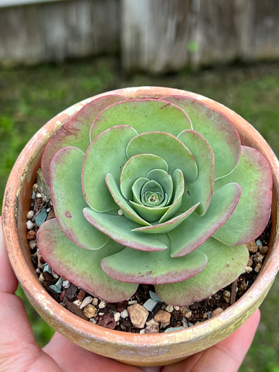 Aeonium Mountain Rose 3"Wide