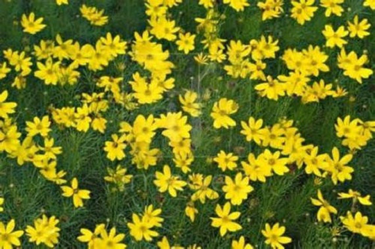 15 Giant Yellow Coreopsis Seeds-1055