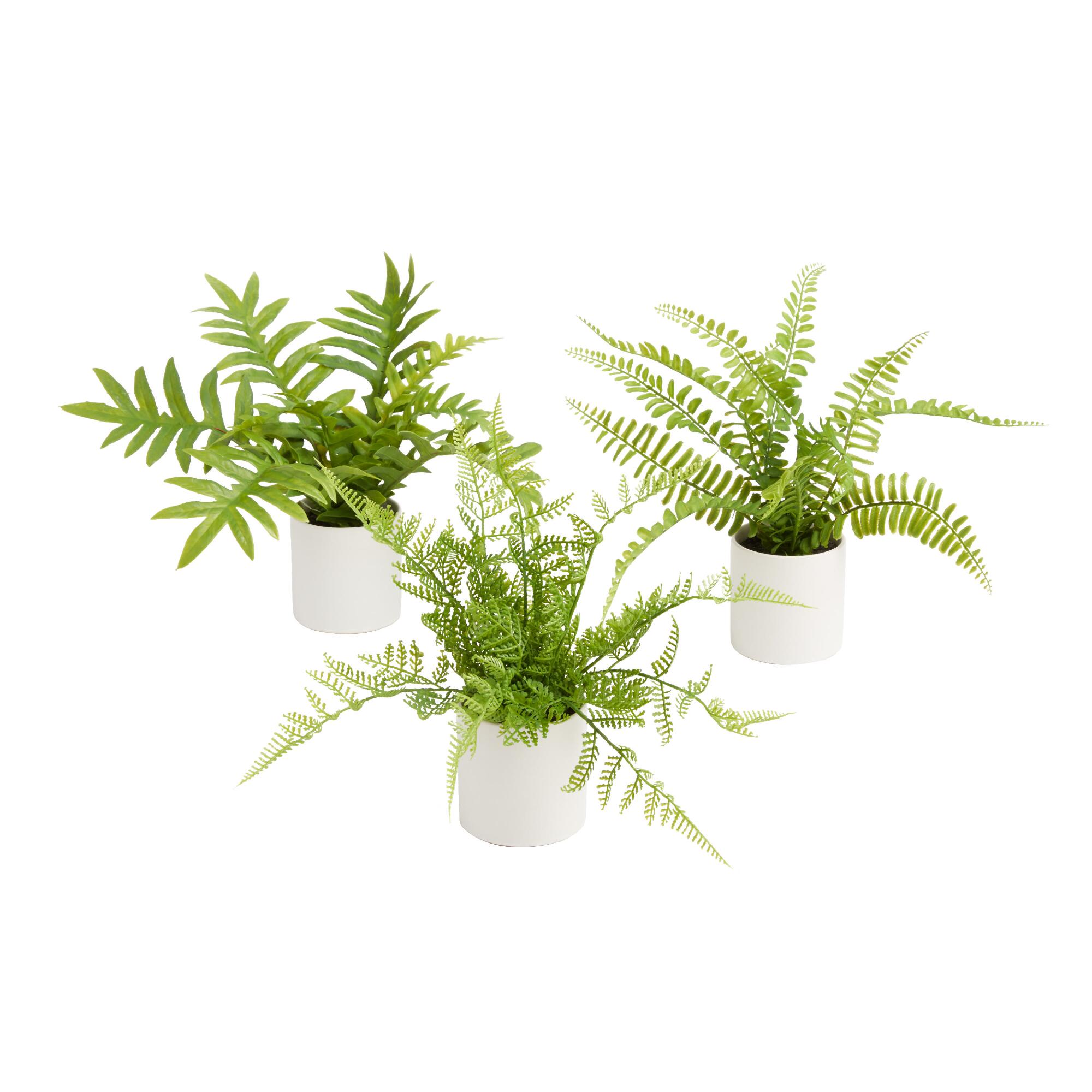 Mini Faux Ferns in Ceramic Pots Set of 3 by World Market