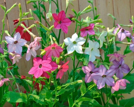 Jasmine Decorative Tobacco Flowers Blend 0.4G/400 Seeds - Nicotiana Alata Gmo Free
