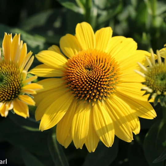Echinacea | "Lemon Yellow' Yellow Coneflower Easy To Grow Free Shipping Quart Size Container