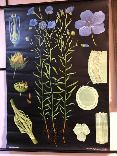 Vintage Flower Poster "Forget Me Not", Original, No Reprint, School Poster, Biology, Botany, 1960S, Germany