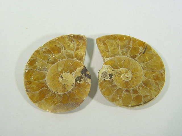 Polished Pair Ammonite Nautiloid Fossil 28 Mm Pendant Necklace Jewelry 8534D