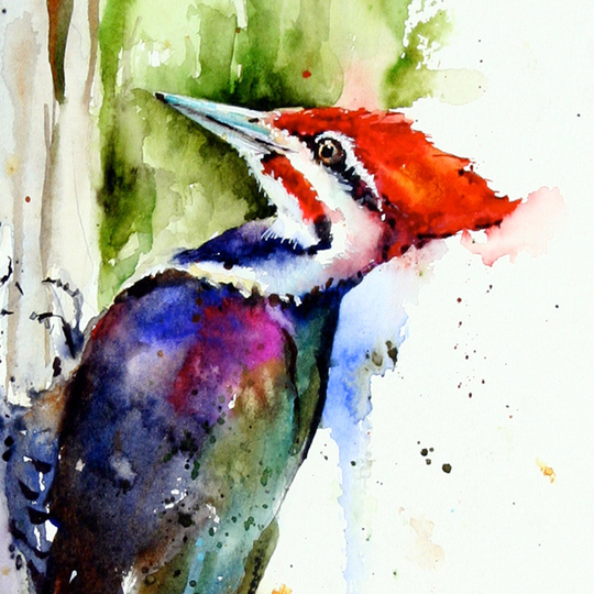 Pileated Woodpecker Watercolor Print By Dean Crouser
