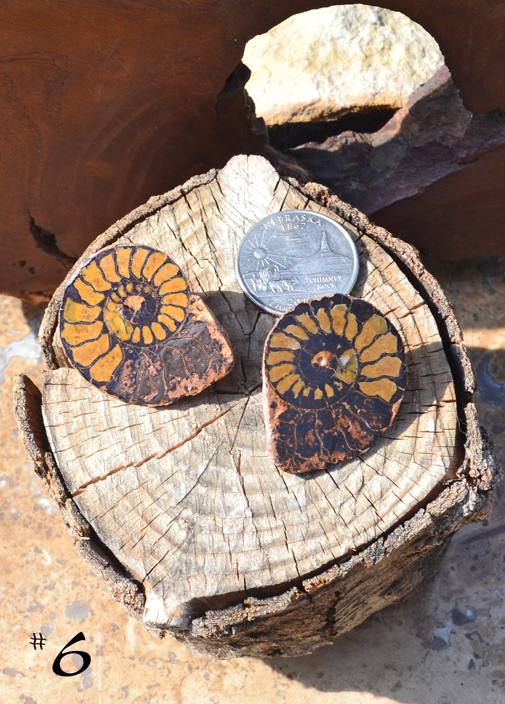 Amazing Ammonite Large Slice Stud/Cabochon Earrings; Sterling Silver Posts | 3 Gorgeous Pairs To Choose From