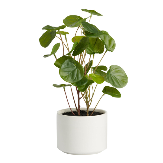 Faux Chinese Money Plant in Ceramic Pot: Green/White - Fabric by World Market