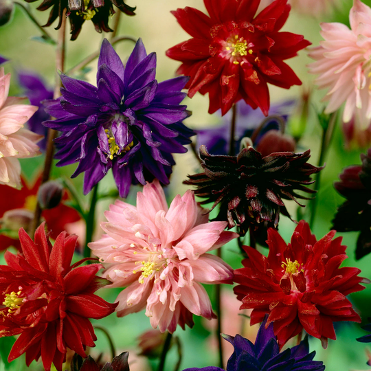 Van Zyverden 8-Pack Aquilegia Columbine Artisian Blend Bulbs | 83373