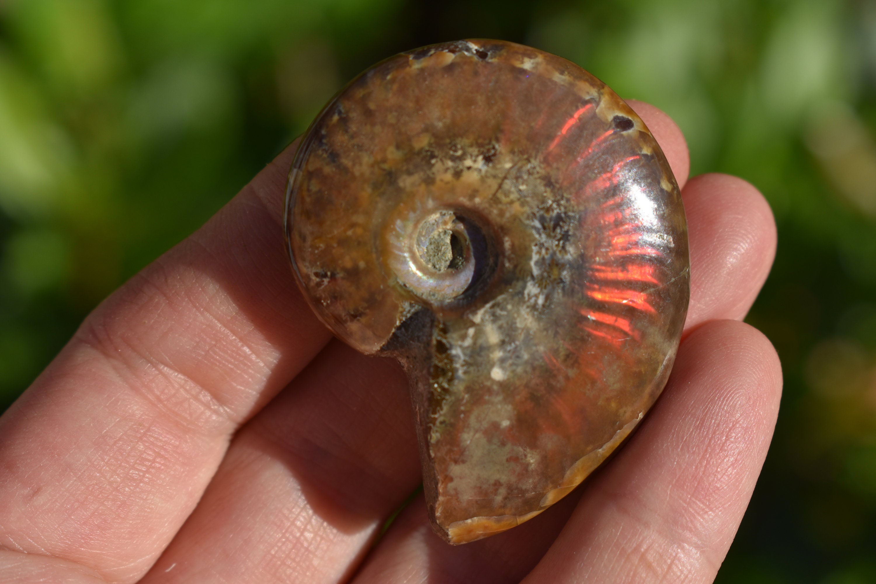 Ammonite Fossil Opalized, Whole - Tulear, Madagascar