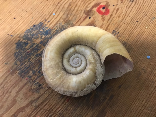 Vintage Rams Horn Species Brown Shell Snail Rust Sea Mollusk Ocean Tan Coastal Orange Mineral Home Office Living Specimen Decor