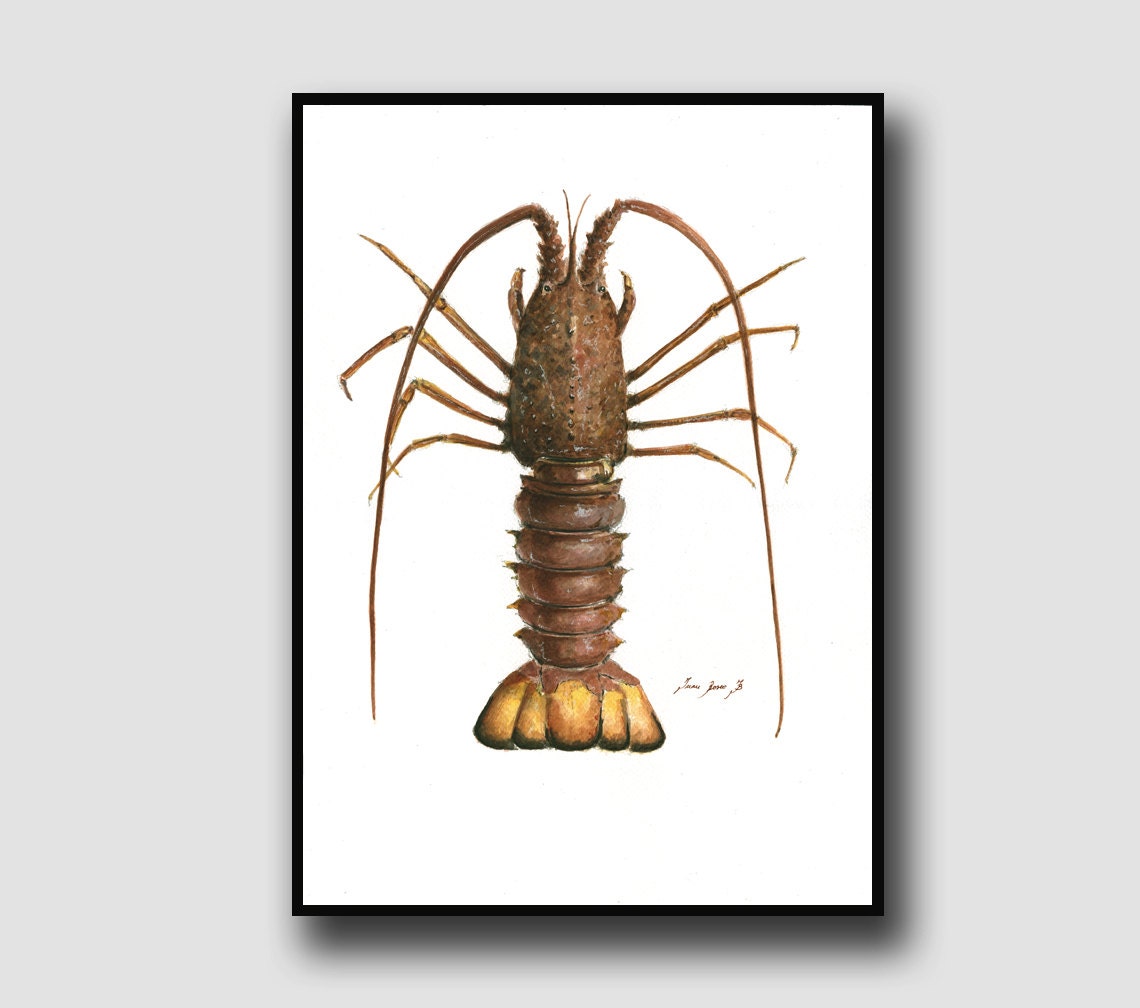 Print-Spiny Lobster - Langouste Animal Seafood Crab Rock Lobster Art Wall Painting Watercolor Sea Fish Art Print By Juan Bosco