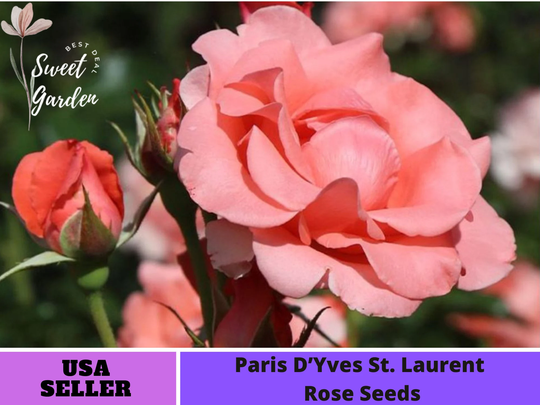 32+ Seeds| Paris De Yves St. Laurent Rose Seeds-Perennial -Authentic Seeds-Flowers -Organic. Non Gmo -Vegetable Seeds-B3G1#1044