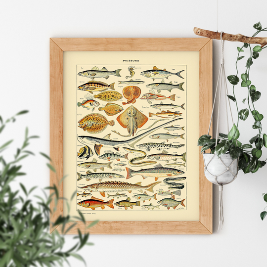 Vintage Aesthetic Poissons Fishing Shark Stingray Seafood Old Science Textbook Artwork Poster Adolphe Millot Room Decor Print