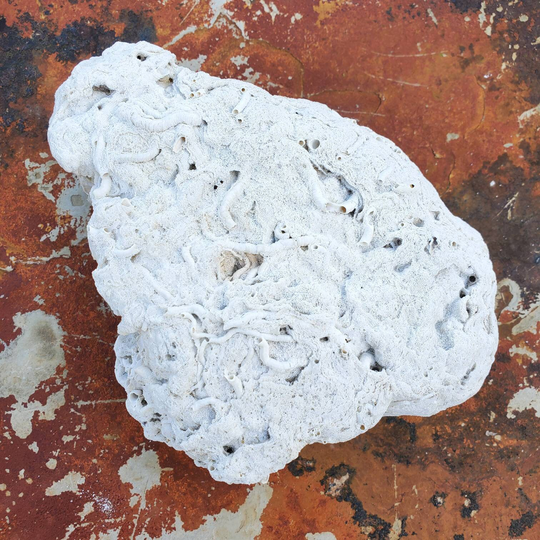 1 Cape Cod "Coral". Unusual Bay "Coral" Cape's Local Coral, Astrangia Poculata