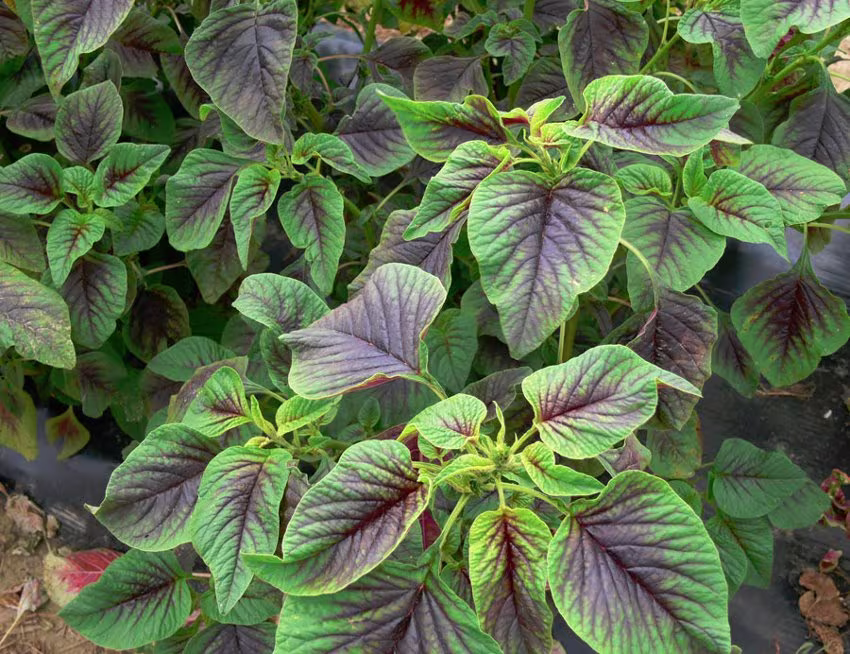 Red Stripe Leaf Amaranth Seeds; 紅莧菜; Rau Den; Callaloo/Chinese Summer Spinach
