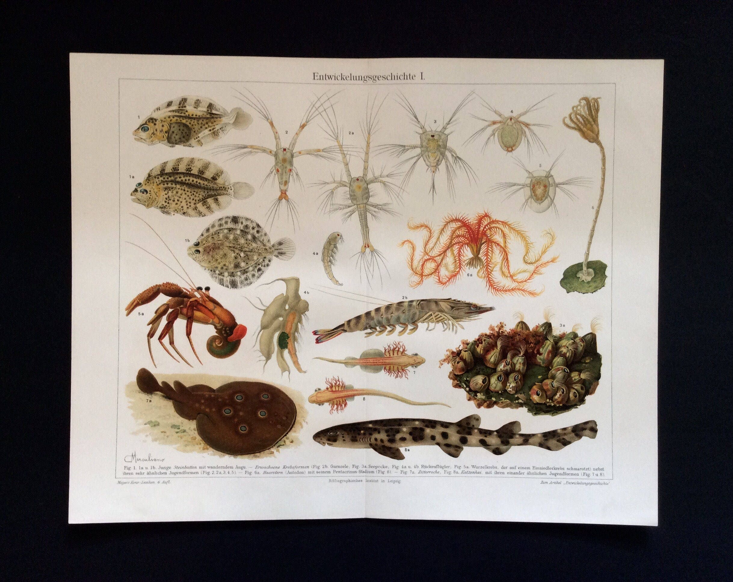 Antique Print 1890S German Victorian Colour Chromolithograph Sealife Seafood Evolution Fish