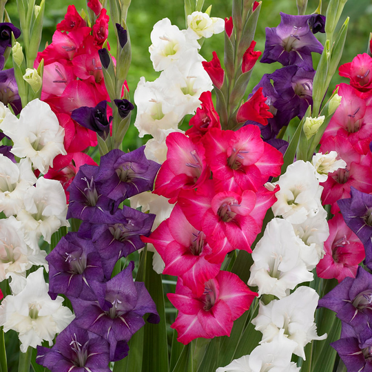 Lowe's 25-Count Gladiolus Tropical Passion Blend Bulbs | 11258