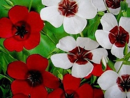 Scarlet Flax Flowers Blend 1G/100 Organic Seeds - Linum Grandiflorum Gmo Free