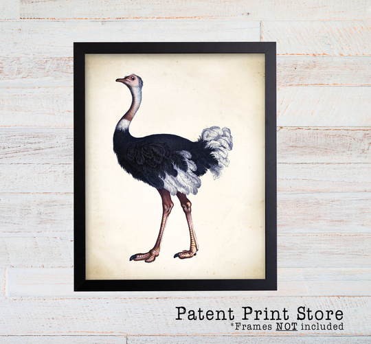 Vintage Ostrich Art Print. Bird Prints. Painting. Art. Artwork. Decor