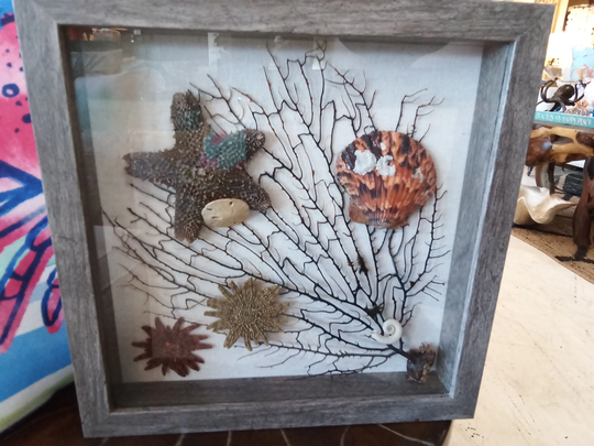 Coastal Shadow Box Sea Fan Starfish Scallop Framed Beach Neutral Shadowbox Natural Collectible Wall Hanging Home Living Office Art