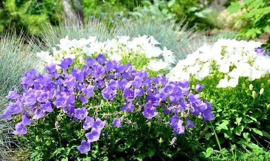 Bellflower - Carpathian Flowers Blend 0.3G/1000 Organic Seeds Campanula Carpatica Gmo Free