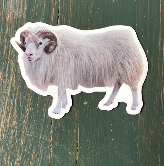 Icelandic Sheep Magnet - Ram