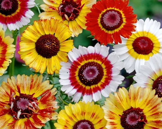 Painted Daisy - Tricolor Flowers Blend 1G/200 Seeds Chrysanthemum Carinatum Gmo Free