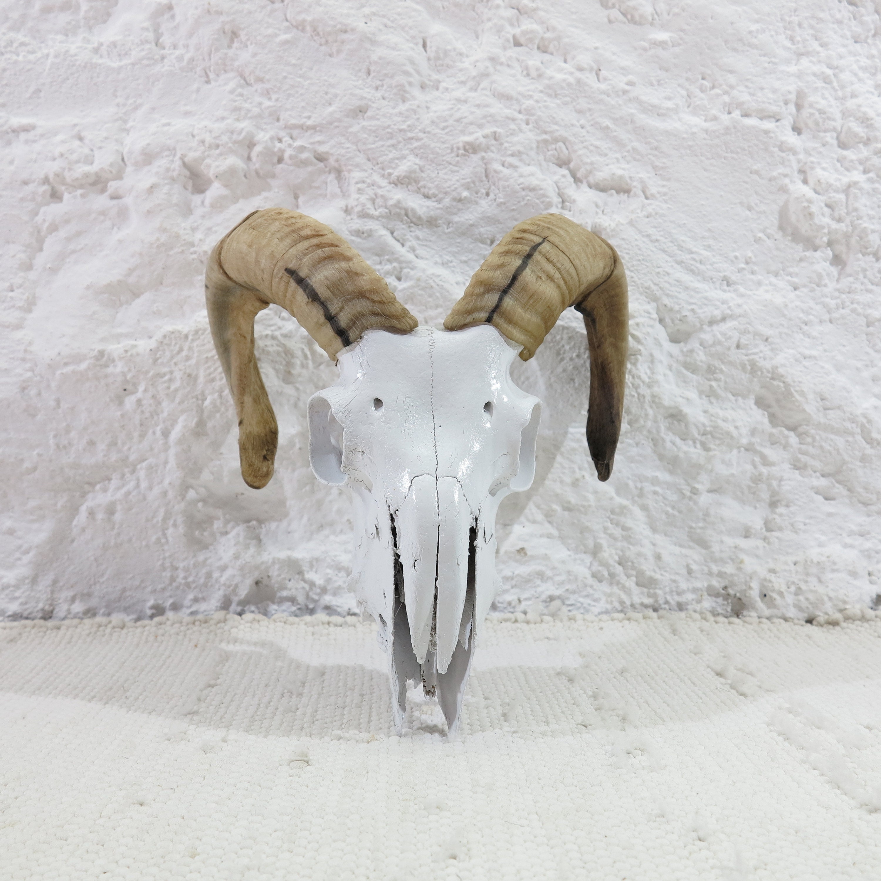 White Ram Skull With Beautiful Horns