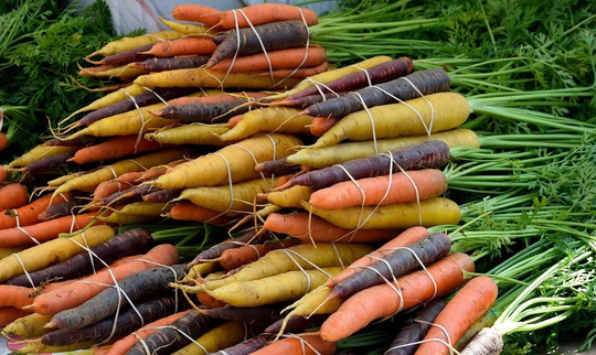 Rainbow Blend Carrot, Daucus Carota, Purple, Red, Orange, Yellow & White, Fun For Kids, 100 Seeds