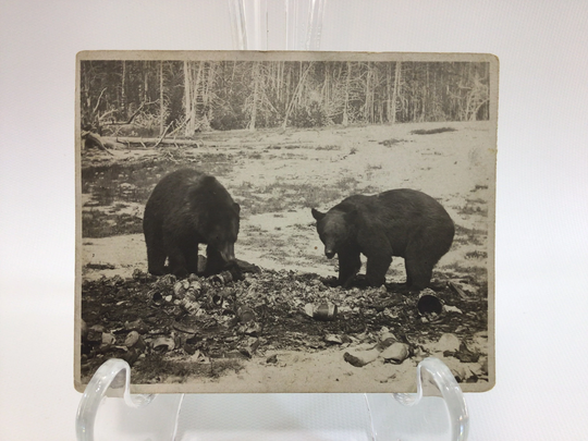 Yellowstone Park Bears Vintage Souvenir Snapshot Photograph Haynes St Paul