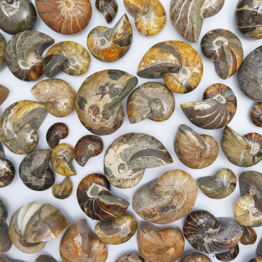 Nautilus Fossil | Cretaceous Nautiloid - Beautiful Collectible Polished Whole Ammonite Fossil- By Weight | Rk24B31