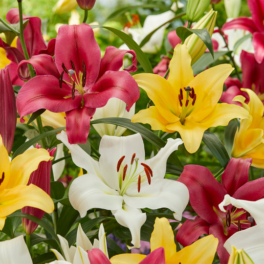 Van Zyverden 9-Count Lilies Fragrant Orienpet Blend Bulbs | 83678