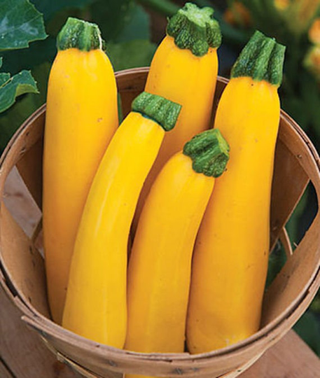 30 Heirloom Golden Zucchini Seeds, Squash Organic, Non Gmo, Bright Yellow, High Yielding